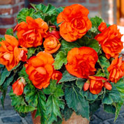 Begonia Doble naranja